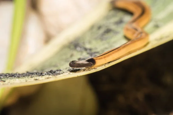 Macro Gusano Martillo Platyhelminthes Flatworm Una Hoja Enfoque Selectivo Imagen de stock