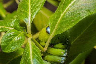 Yaprak üzerinde yeşil kelebek kurdu (Yaprak yiyen tırtıl).