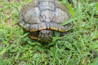 Kaplumbağa yağmur mevsiminde yürüyor.