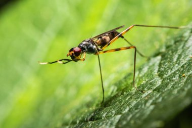 Doğadaki yapraklar üzerinde uçan böcekler arka planda, Macro view. 