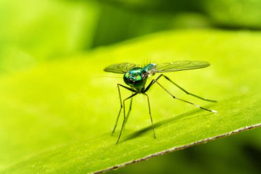Doğadaki yapraklar üzerinde uçan böcekler arka planda, Macro view. 