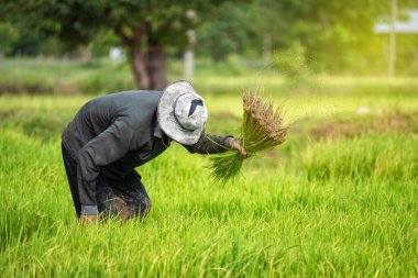 Çiftçiler pirinç tarlasına pirinç ekiyor. Çiftçiler yağmur mevsiminde pirinç yetiştiriyor.. 