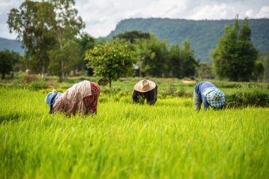 Çiftçiler pirinç tarlasına pirinç ekiyor..
