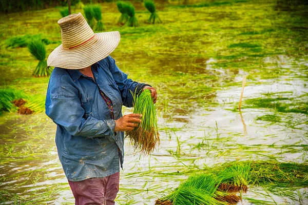 Agricultor Retira Plántulas Campo Arroz —  Fotos de Stock