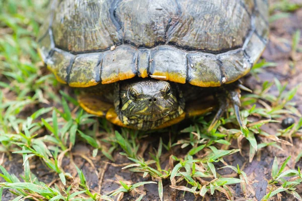 Schildkröte Läuft Der Regenzeit Auf Gras — Stockfoto