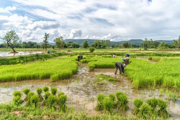 Les Agriculteurs Plantent Riz Dans Rizière — Photo