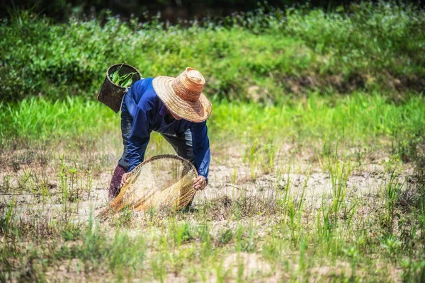 Agricultor Encontrar Pequeno Peixe Campo Arroz Antes Plantação Arroz — Fotografia de Stock