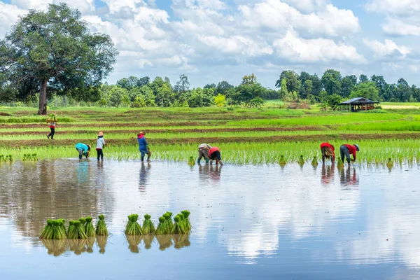 Agricultores Tailandeses Plantando Arroz Campo Arroz — Fotografia de Stock