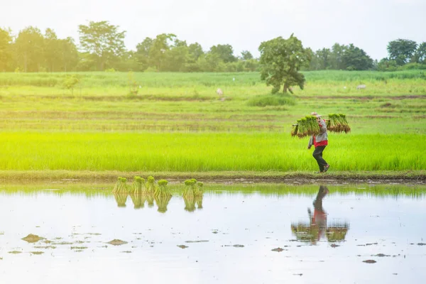 Agricultores Tailandeses Plantando Arroz Campo Arroz — Fotografia de Stock