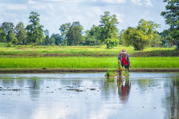 Agricultores Tailandeses Plantando Arroz Campo Arroz — Fotografia de Stock