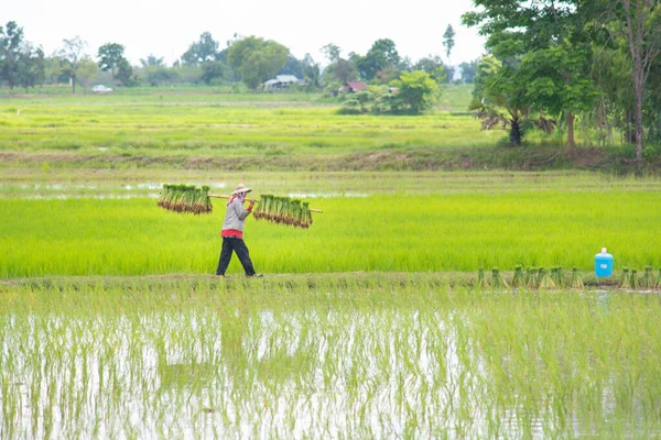Agricultores Tailandeses Plantando Arroz Campo Arroz — Fotografia de Stock