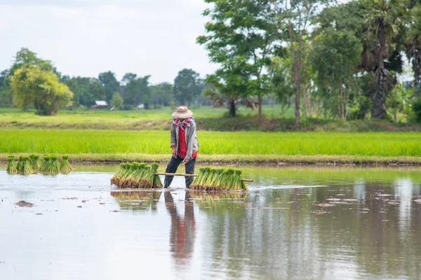 Mulher Agricultora Com Cultivo Arroz — Fotografia de Stock