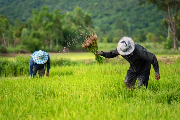 Çiftçiler Pirinç Tarlasına Pirinç Ekiyor Çiftçiler Yağmur Mevsiminde Pirinç Yetiştiriyor Stok Resim