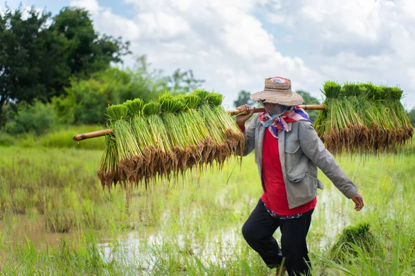 Agricultores Tailandeses Plantando Arroz Arrozal Fotos de stock libres de derechos