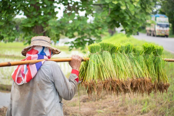 Taylandlı Çiftçiler Çeltik Tarlasına Pirinç Ekiyor Telifsiz Stok Imajlar