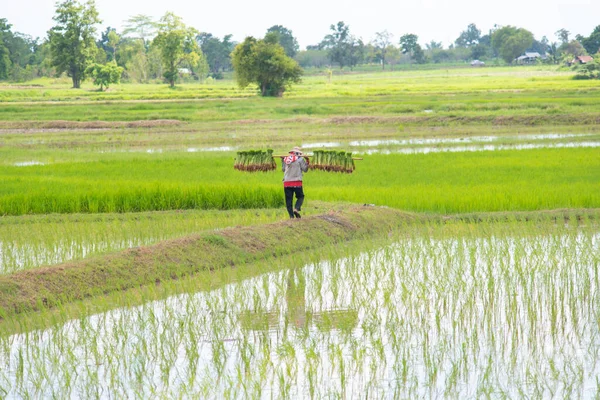 Taylandlı Çiftçiler Çeltik Tarlasına Pirinç Ekiyor Stok Fotoğraf