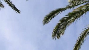 Hurma yaprakları ve beyaz bulutlar arka plan