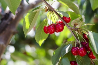 Kırmızı tatlı kiraz dal üzerinde