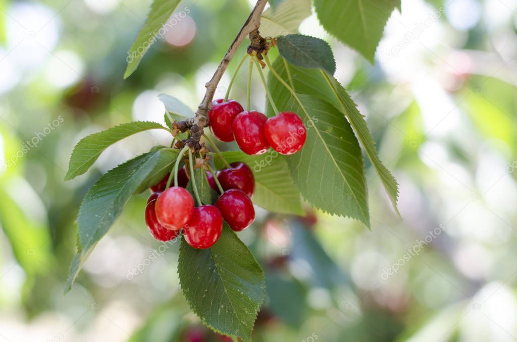 Red sweet cherries on the branch