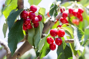Kırmızı tatlı kiraz dal üzerinde