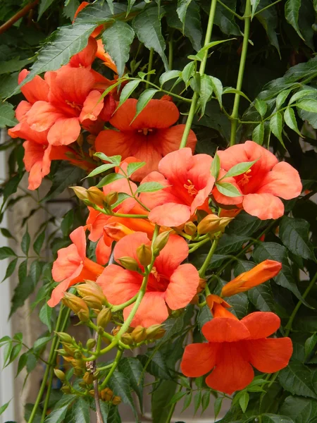 Trombeta Chinesa or Campsis grandiflora flowers