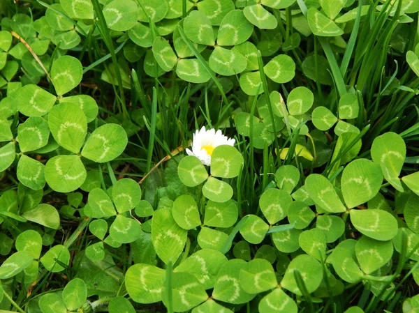 Clover na pozadí s bílou sedmikrámou — Stock fotografie