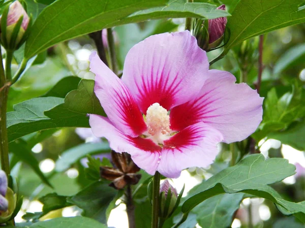 Beautiful delicate pink flower — Stock Photo, Image