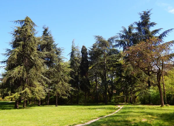 Güzel köknar ile yeşil orman