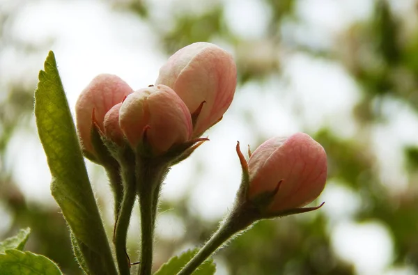 Elma çiçekler bahar