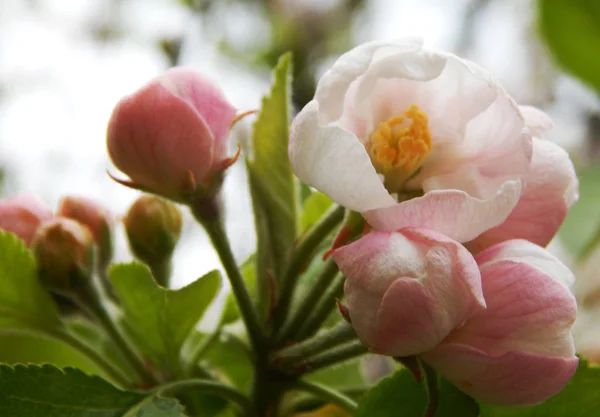 Elma çiçekler bahar