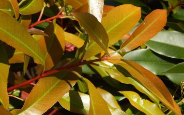 Çiçekli bahar ficus