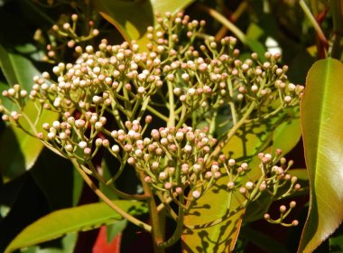 Çiçekli bahar ficus