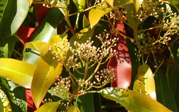 Çiçekli bahar ficus