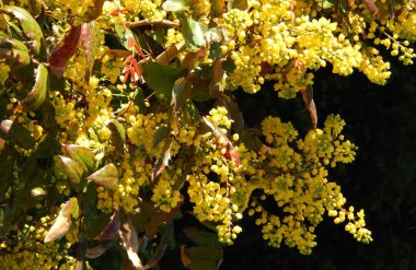 Mahonia Aquifolium. Bahar.