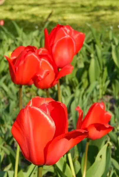 Kırmızı lale bahçesinde. Bahar.