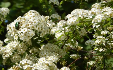 Yumuşak beyaz çiçekler arka plan.