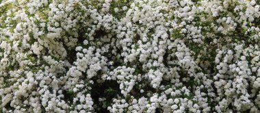 Yumuşak beyaz çiçekler arka plan.