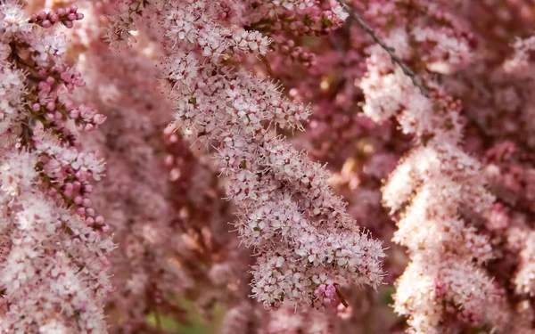 Hassas mor çiçekler arka plan.