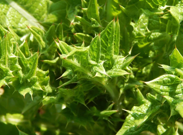 Arka plan yeşil dikenler çimen.