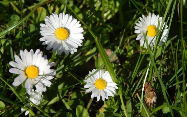 Chamomiles alan. Bahar.