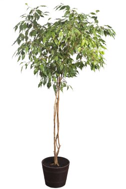 Beyaz arkaplanda ağaç