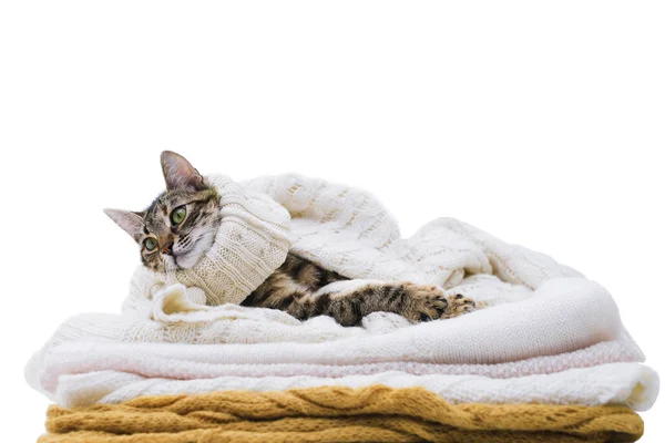 kedi yünlü giysiler yatıyor