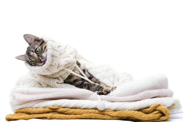 kedi yünlü giysiler yatıyor