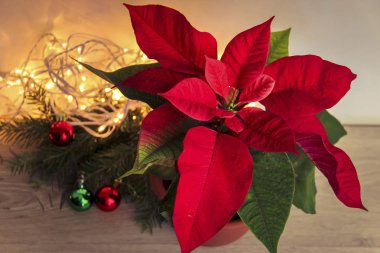 Noel poinsettia bitki