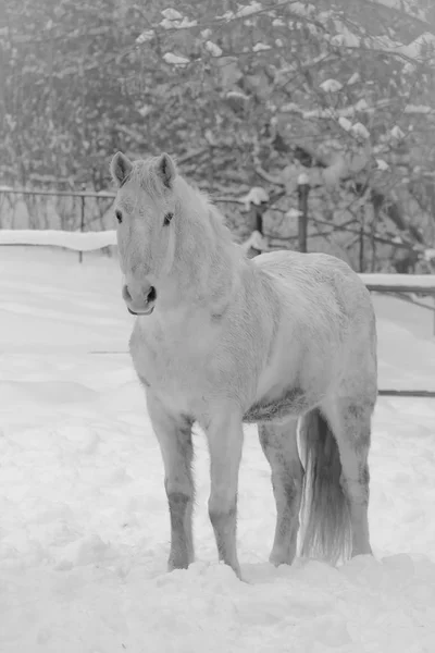 Biały koń zimą — Zdjęcie stockowe