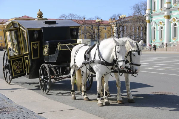 Atlar, Saint Petersburg