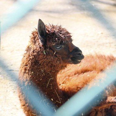 Hayvanat Bahçesi'nde alpaka