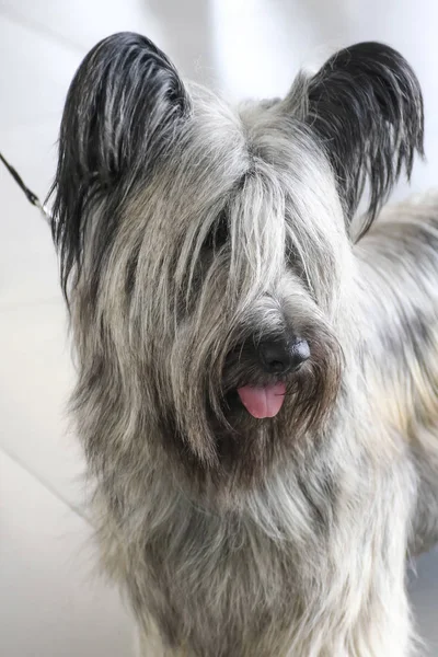 Köpek Skye korkunç
