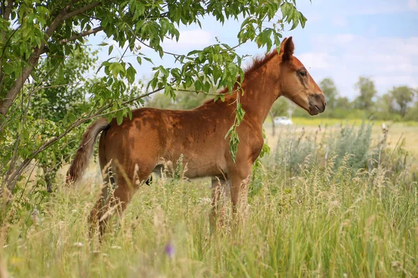 Foal łące — Zdjęcie stockowe