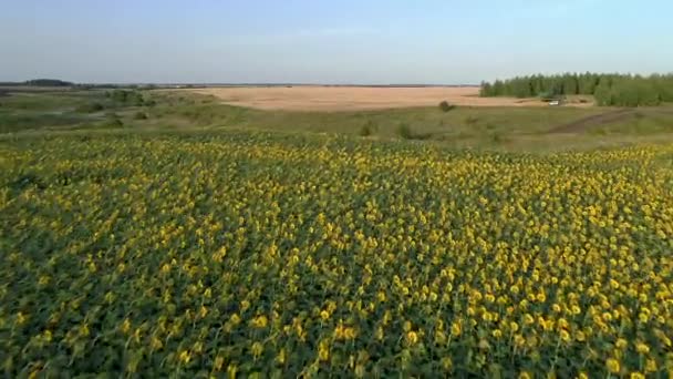 Scheren vlucht over een veld met bloeiende zonnebloemen — Stockvideo